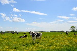 Kühe auf einer Wiese mit frischem grünen Gras und Hahnenfuß-Wildblumen