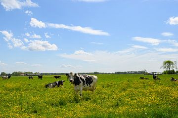Vaches dans un pré avec de l'herbe fraîche et verte et des fleurs sauvages de renoncule. sur Sjoerd van der Wal Photographie
