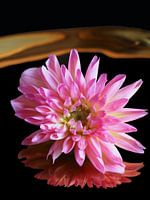 Rosa Dahlie künstlerisch auf Gold Spiegel