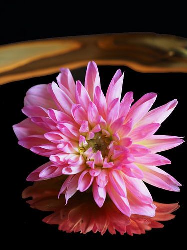 Pink Dahlia artistic on gold mirror