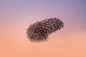 Starling murmuration with flying birds in the sky during sunset