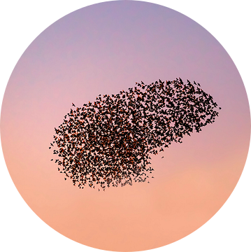 Spreeuwen groep in de lucht tijdens zonsondergang