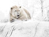 Ijzige ijsbeer by Alexander Koenders thumbnail