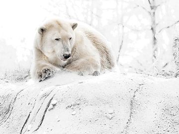 Ijzige ijsbeer by Alexander Koenders