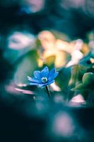 Liverflower