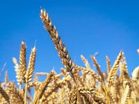 Corn stalks against a blue sky