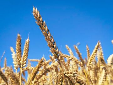 Corn stalks against a blue sky by Menno van der Haven