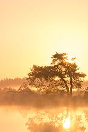 Strabrechtse Heide 236