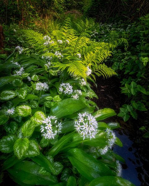 7 shades of green by Bram de Jong