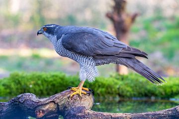 Falke auf einem Baumzweig