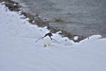 Pinguïn Antarctica - llll van G. van Dijk