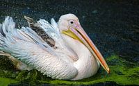 Great White Pelican