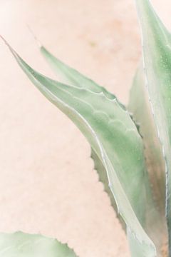 Aloe van Anouschka Rokebrand
