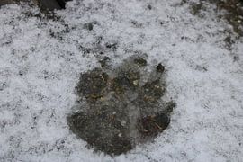 Empreinte de jambe dans la neige sur Rosalie Broerze