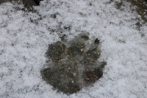 Pootafdruk in de sneeuw