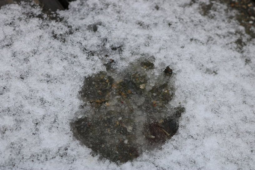 Empreinte de jambe dans la neige par Rosalie Broerze