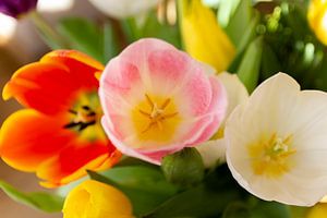 Multicoloured Tulips Print