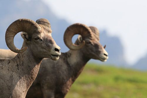 Bighorn Sheep Glacier National Park Montana USA