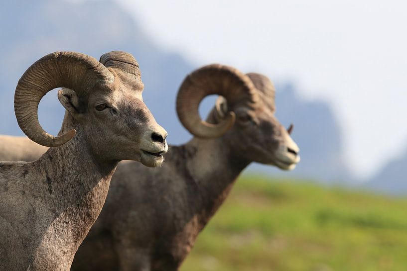 Bighorn Sheep Glacier National Park Montana USA by Frank Fichtmüller