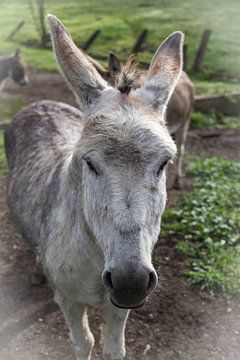 Donkey van Franksfotoforum