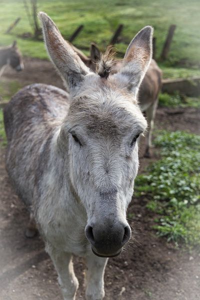 Esel von Franksfotoforum