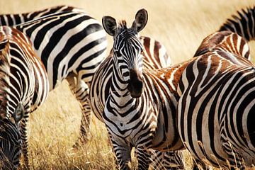 Kudde Zebra's
