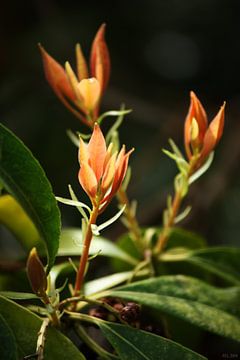 Springtime Orange Leaves sur Meleah Fotografie