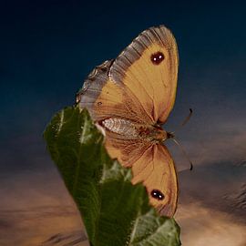 Butterfly van Lucas De Beleyr