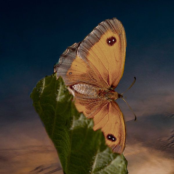 Butterfly by Lucas De Beleyr