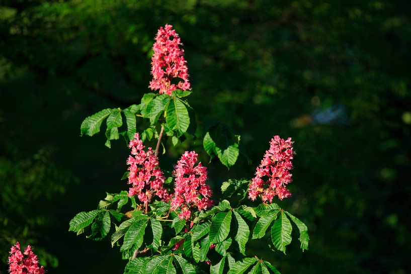 Chestnut tree by Thomas Jäger