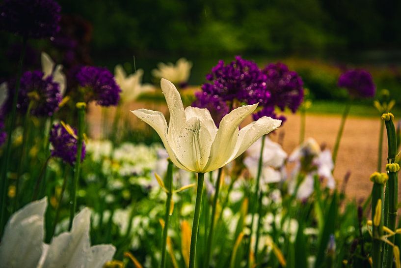 Madonna lily by David Krause