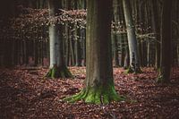 Trees