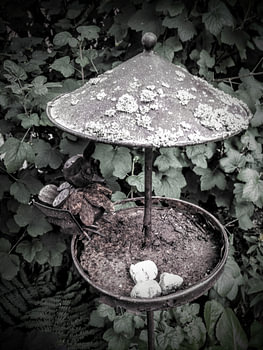 birdbath