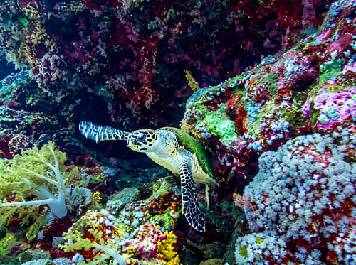 Een karetschildpad glijdt langs een muur van kleurrijke zachte koralen