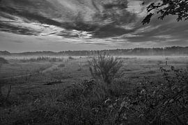 Vorland mit Nebel auf Gras und Heide in Dänemark, vor Dünen. Mystische Stimmung