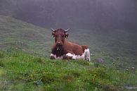 Kuh auf der Weide von Oli N Miniaturansicht