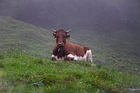 Cow in the pasture