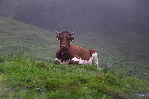 Vache dans le pâturage sur Oli N