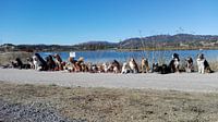 Glen Ellen Dog's 