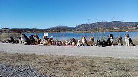 Glen Ellen Dog's  sur Tom Sinnaeve