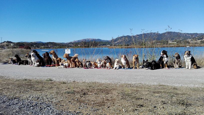 Glen Ellen Dog's  by Tom Sinnaeve