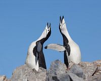 Throatband penguins courtship in Antarctica