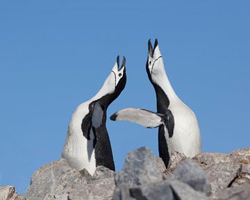 Kehlkopfpinguine balzen in der Antarktis von Hillebrand Breuker