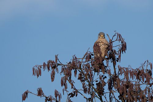 Faucon crécerelle en haut d'un arbre