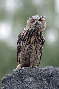 Europaeischer Uhu ( Bubo bubo ) sitzt auf einem Felsen, schaut mit großen Augen neugierig in die Kam