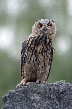 Europaeischer Uhu ( Bubo bubo ) sitzt auf einem Felsen, schaut mit großen Augen neugierig in die Kam von wunderbare Erde