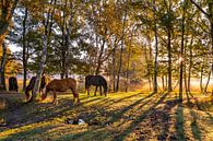 Die Pferde im Moor genießen die ersten Sonnenstrahlen und das Frühstück. von Els Oomis Miniaturansicht
