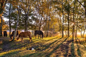 De paarden in het heidegebied genieten van de eerste zonnestralen en ontbijt. van Els Oomis