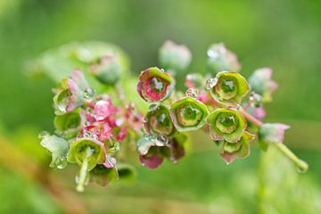 Blueberry Blossom Next Stage by Iris Holzer Richardson