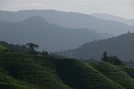 Cameron Highlands by Aart Prikker thumbnail